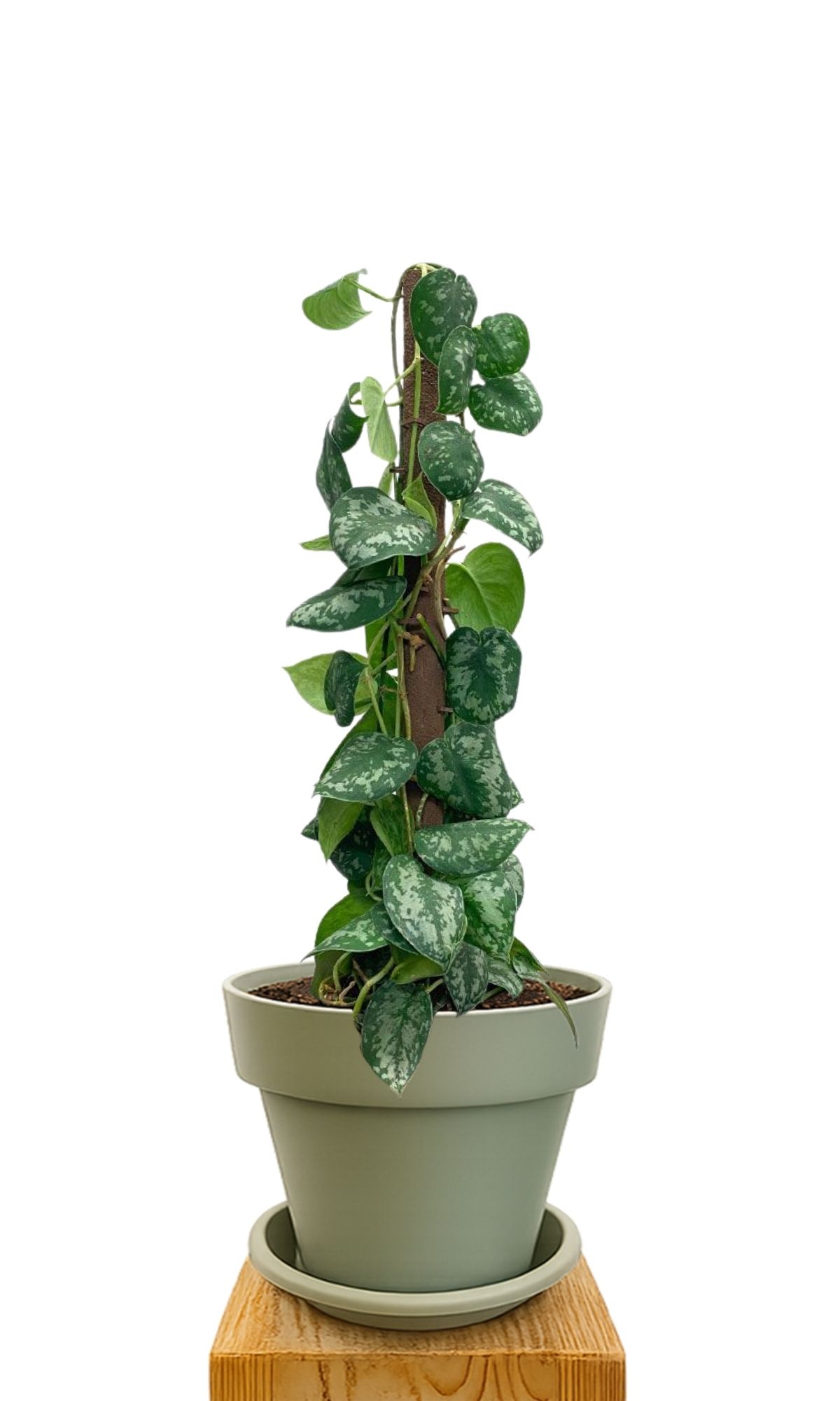 Plant kit 30 Green